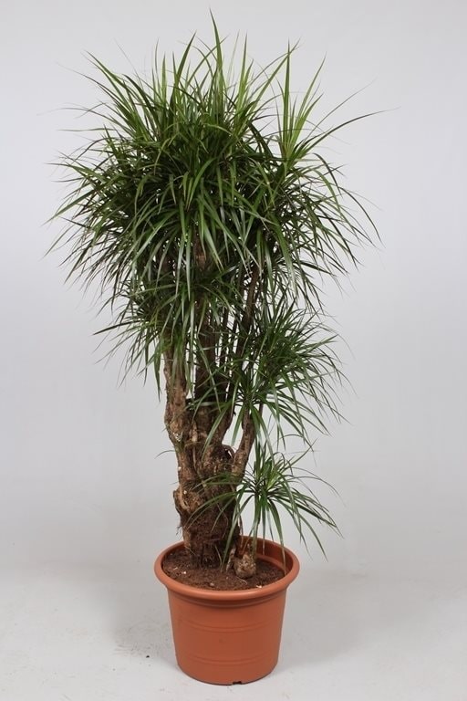 Dracaena