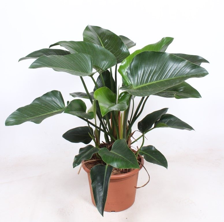 Philondendron