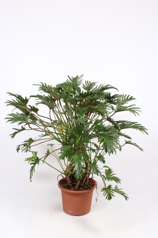 Philondendron