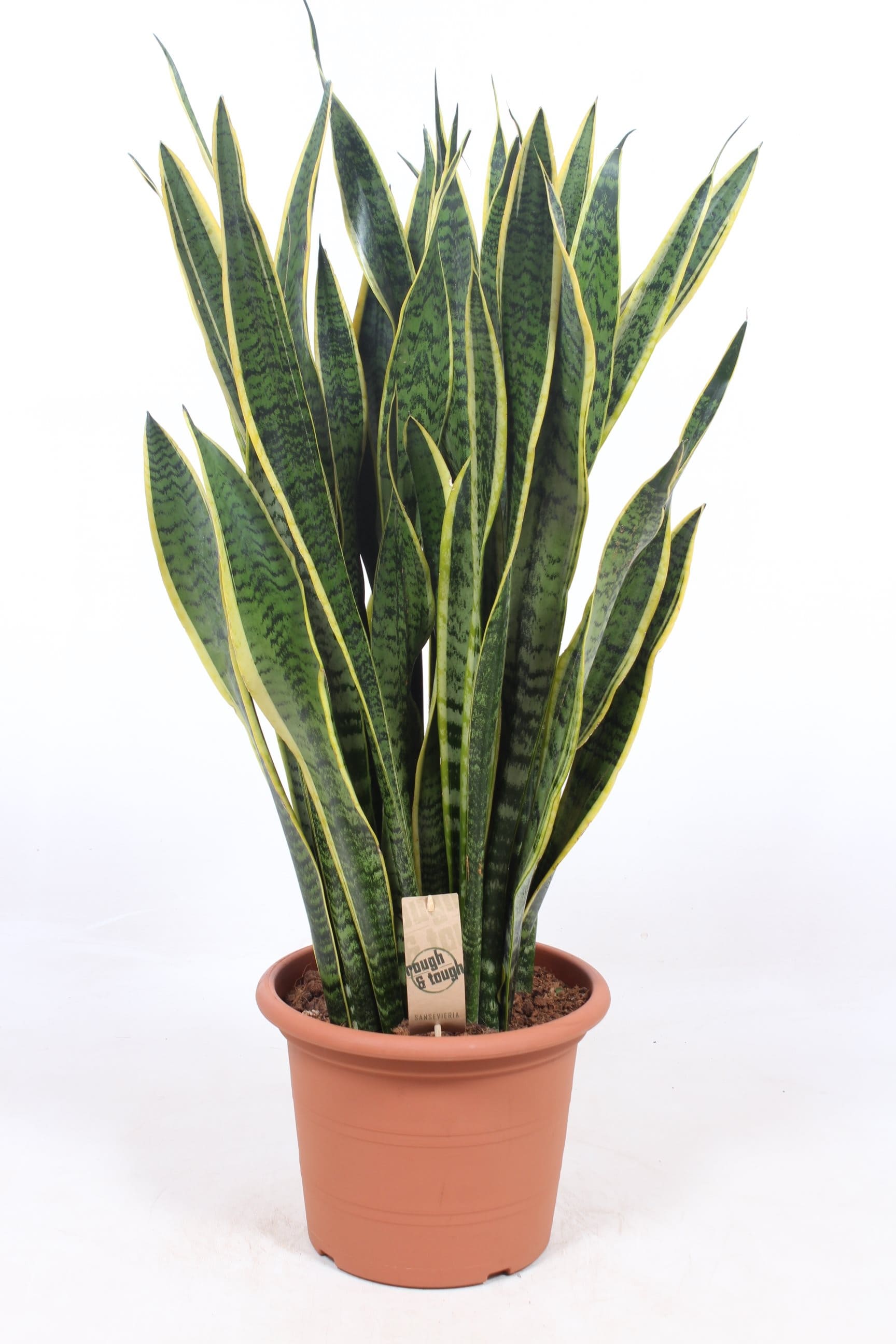 Sansevieria