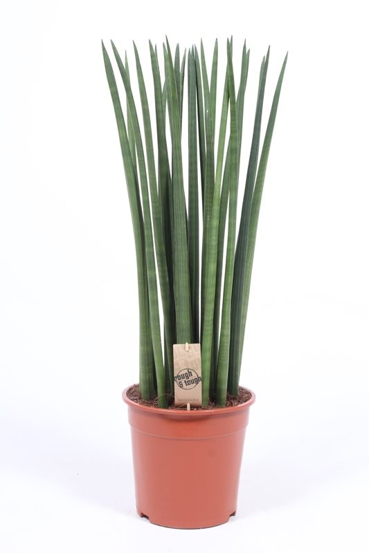 Sansevieria