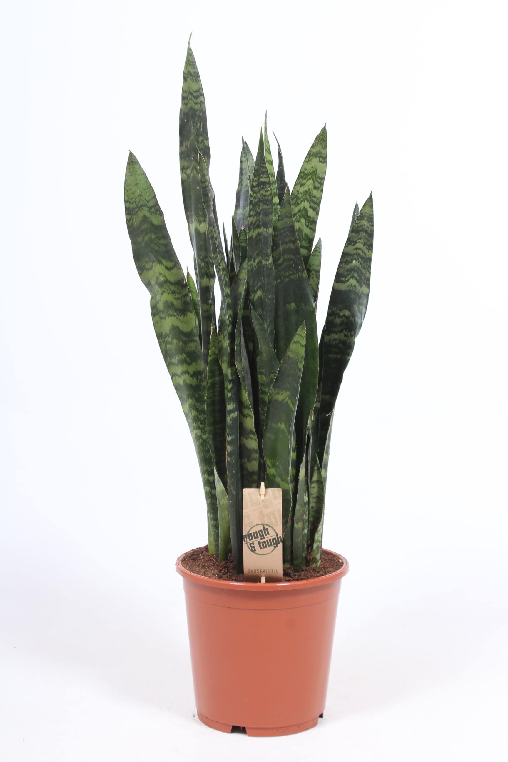 Sansevieria